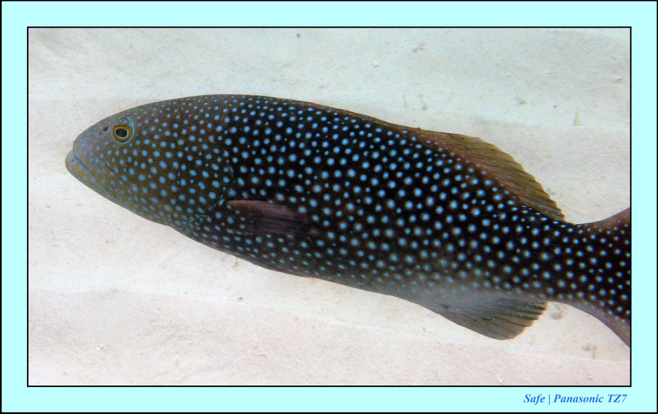 2009   07   Matakin 53